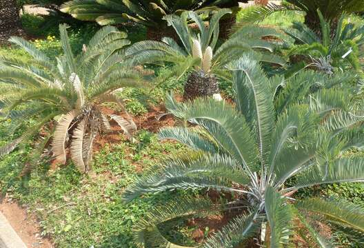 Image of Olifants River Cycad