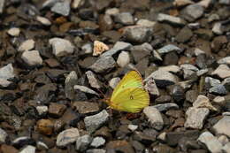 صورة Colias occidentalis Scudder 1862