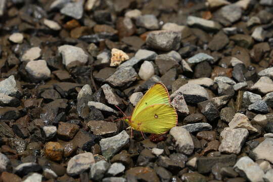 صورة Colias occidentalis Scudder 1862