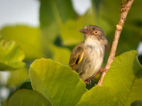 Image of Pearly-vented Tody-Tyrant