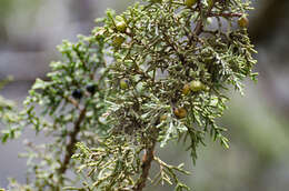 Image of Black Juniper