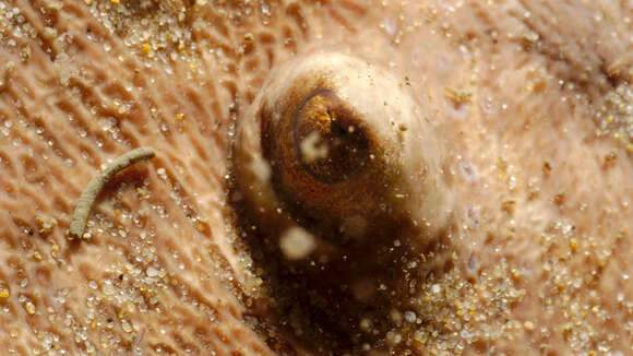 Image of Marbled Electric Ray