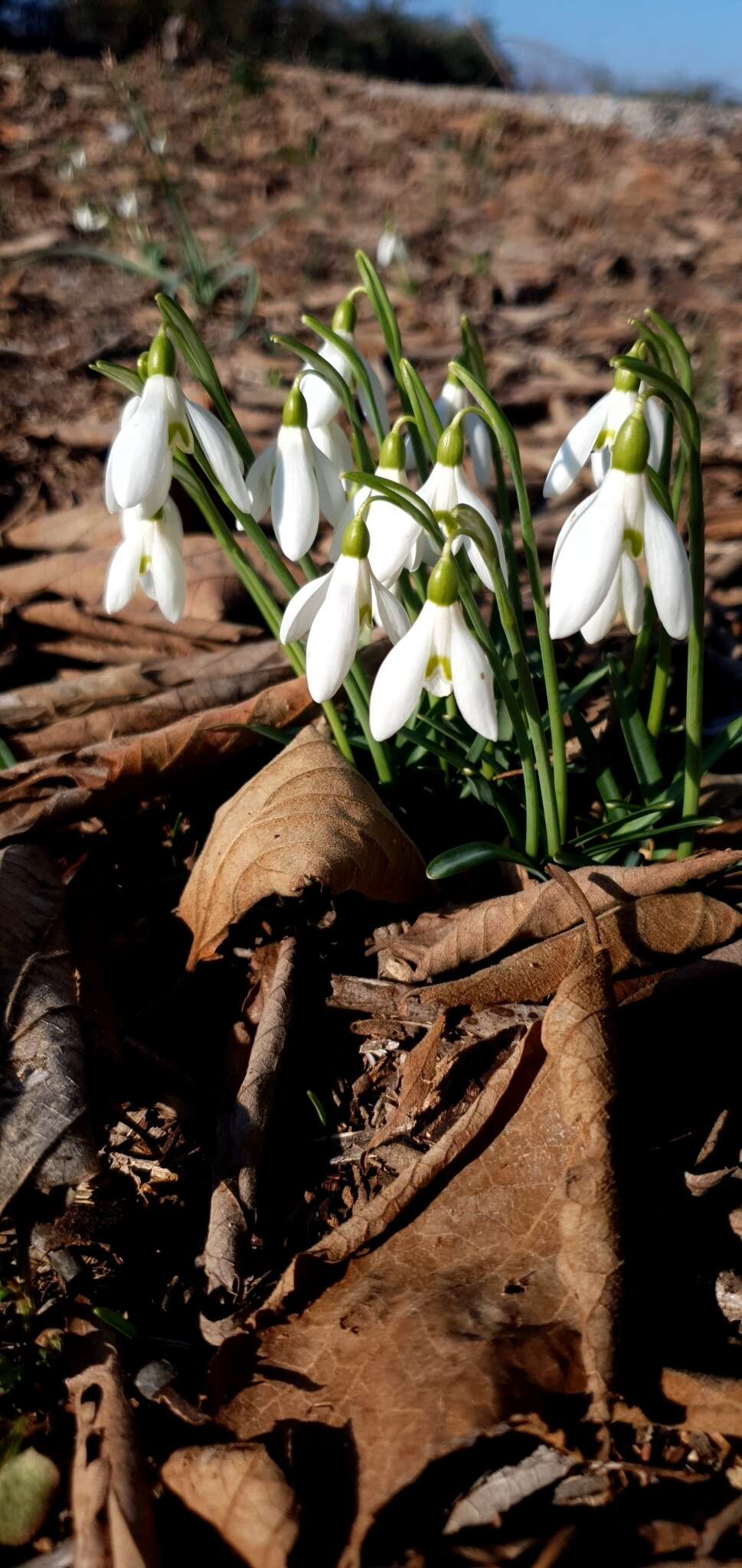 Image of Galanthus reginae-olgae Orph.