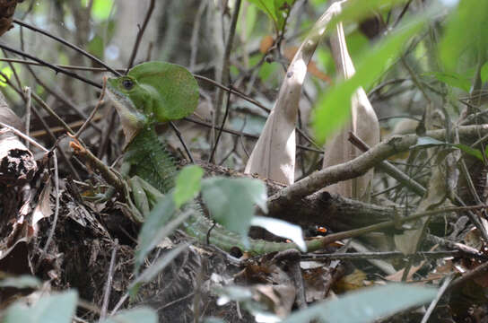 Image of Western basilisk