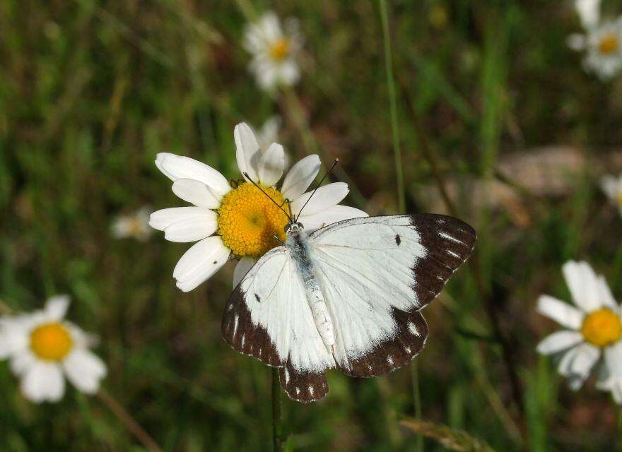 Image de Belenois java (Sparrman 1768)