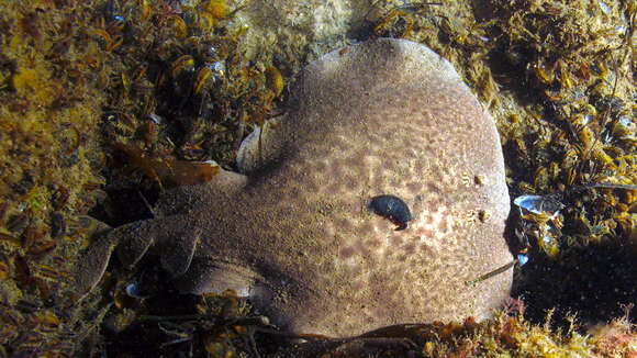 Image of Marbled Electric Ray