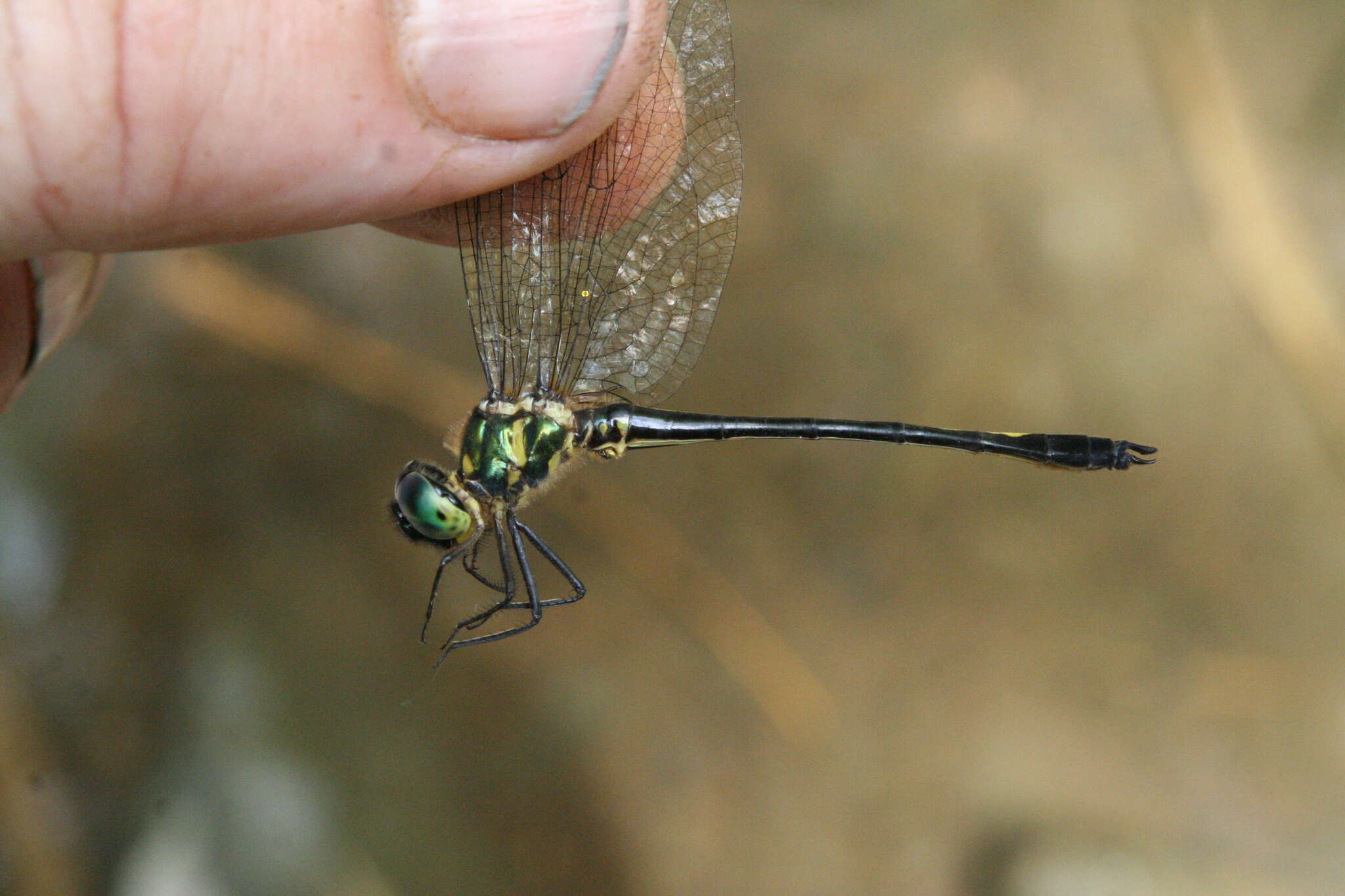 Image of Macromidia genialis Laidlaw 1923