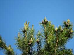 Imagem de Pinus sibirica Du Tour