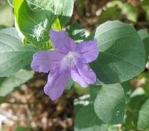 Image of Drummond's wild petunia