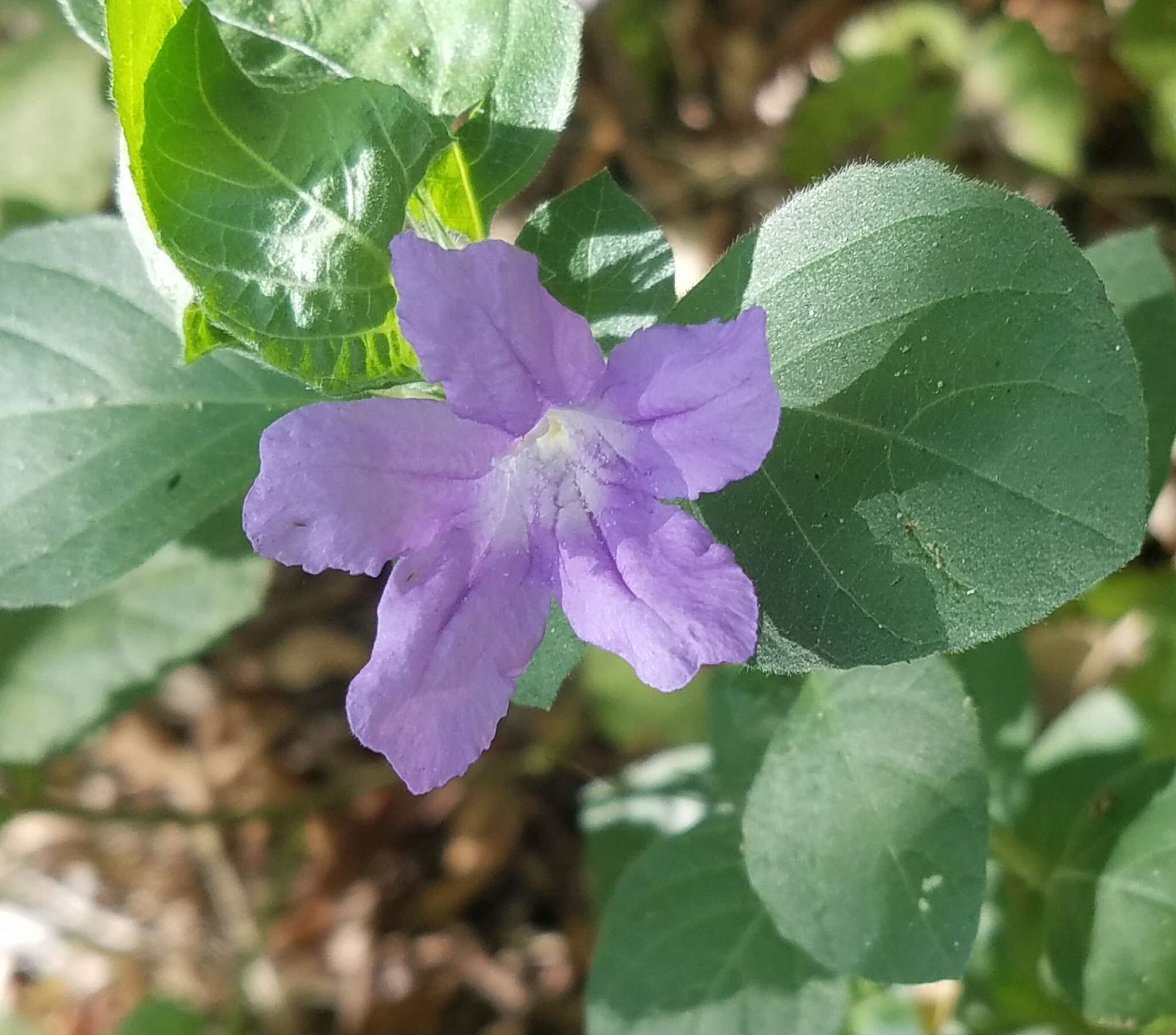 Image of Drummond's wild petunia