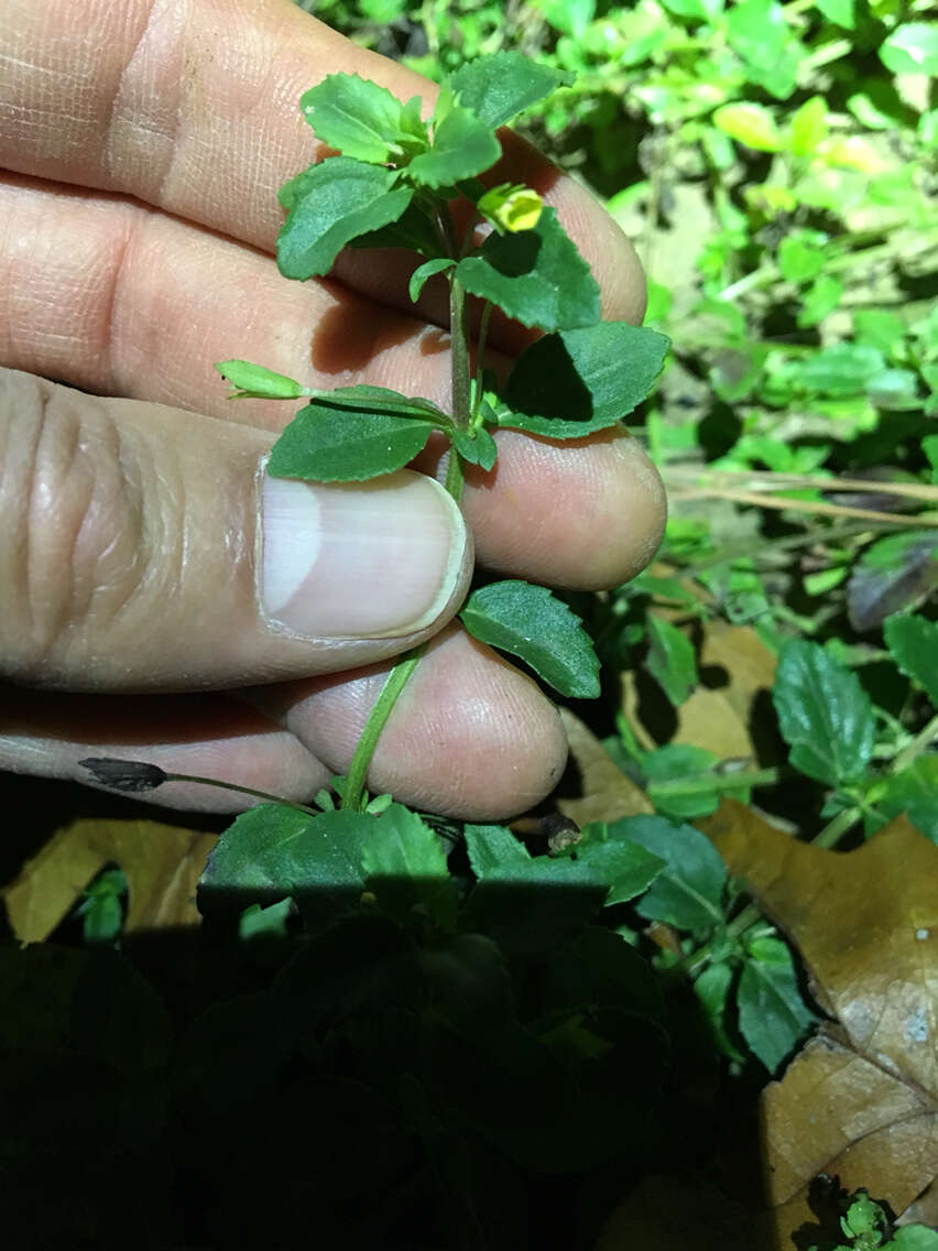 Image de Mecardonia procumbens (Mill.) Small