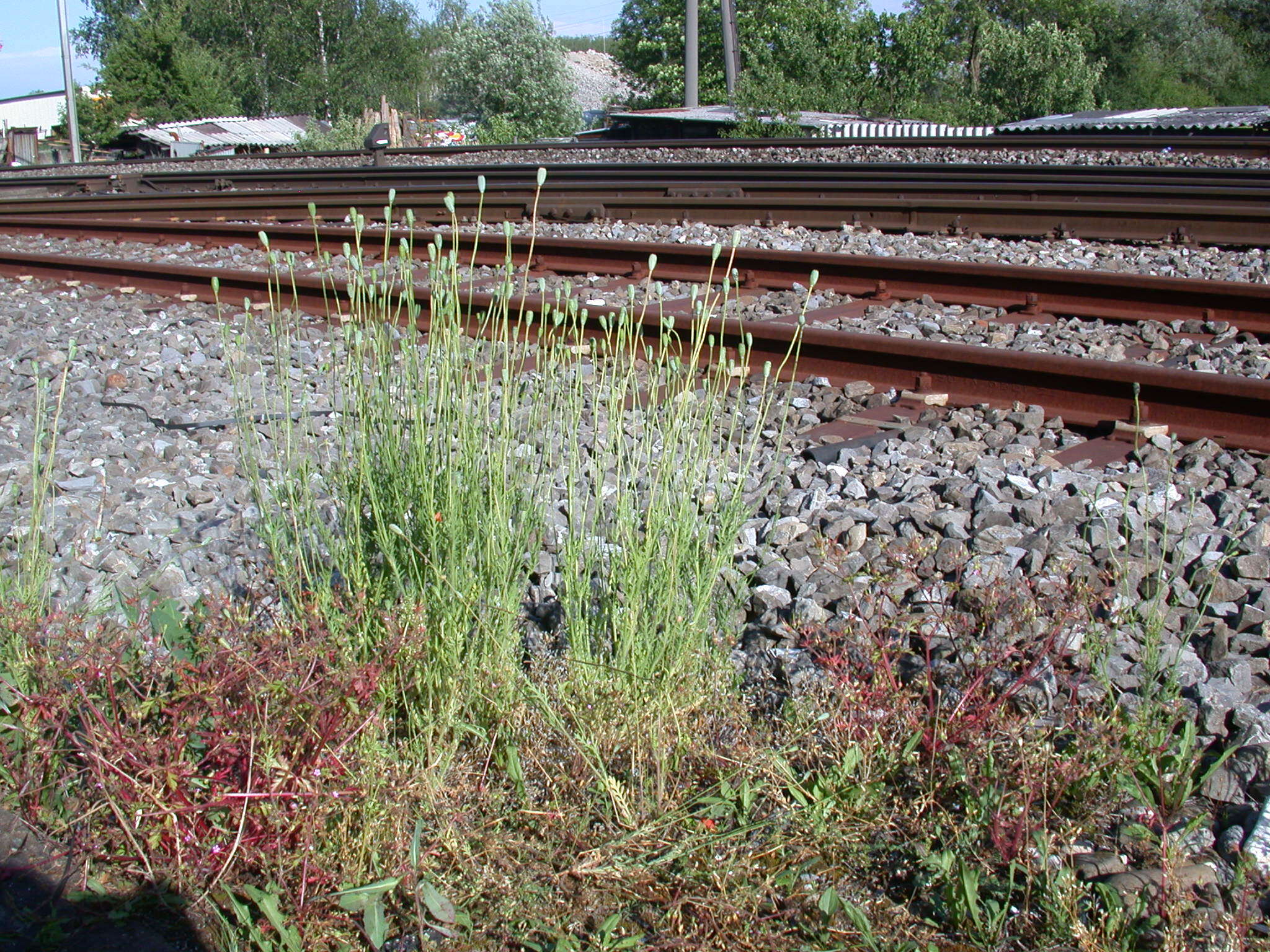 Image of Long-headed Poppy