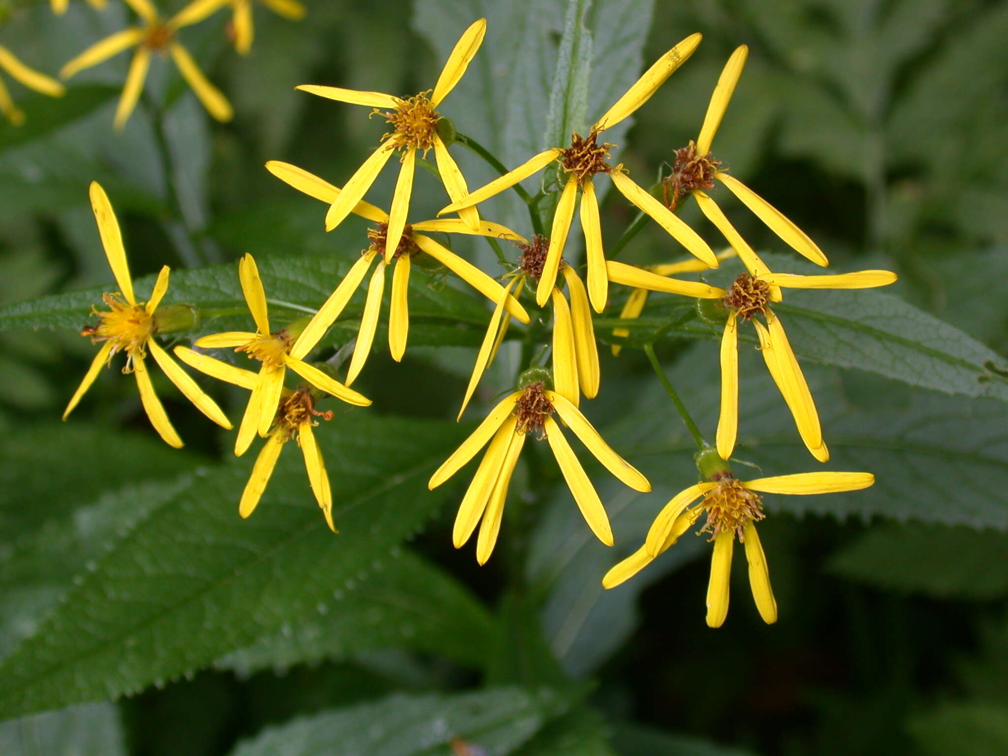 Image of wood ragwort