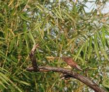 Image of Spotted Kestrel