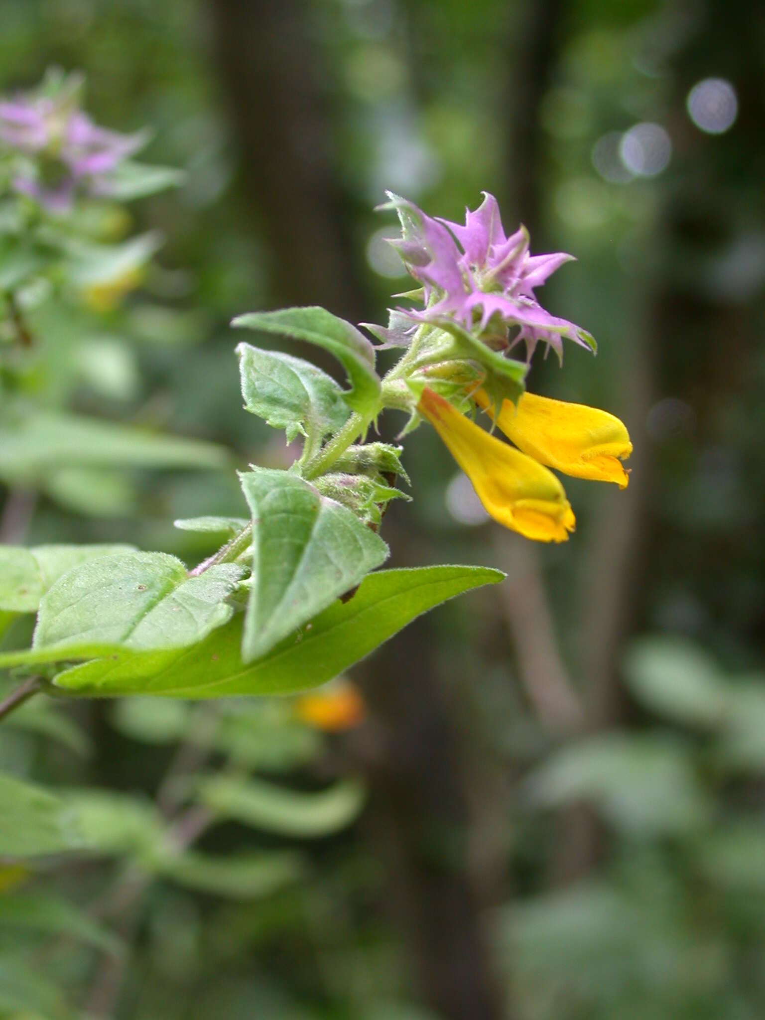 Слика од Melampyrum nemorosum L.