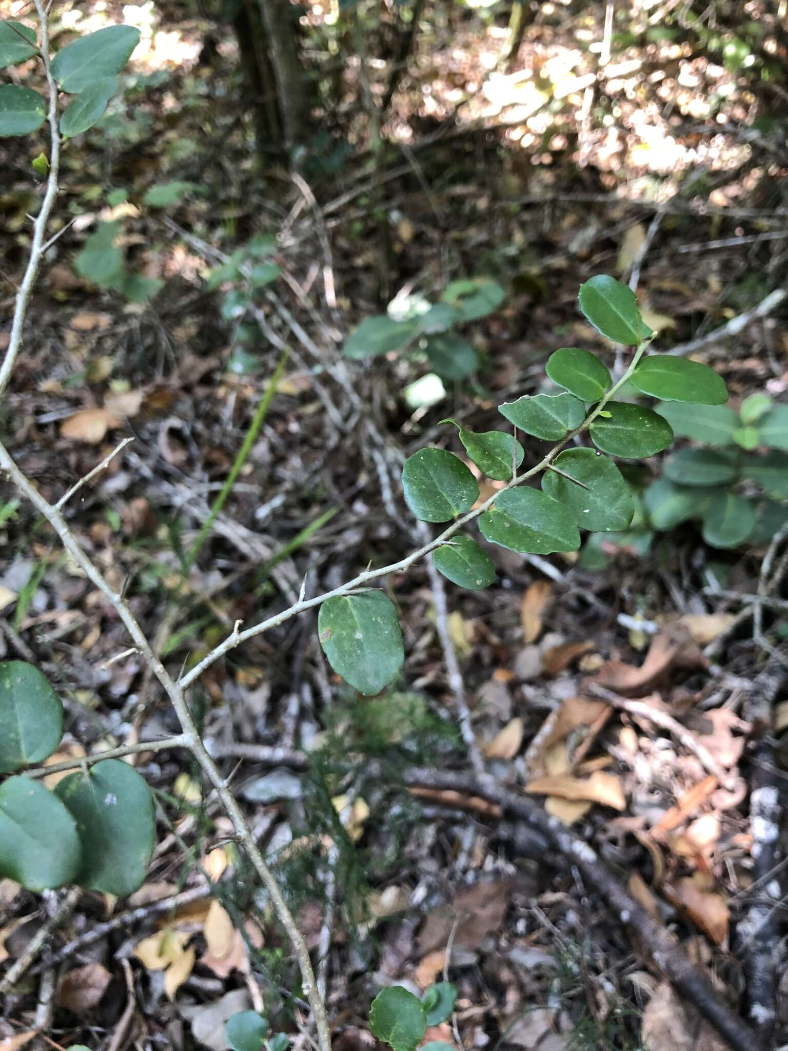 Image of Common sour-berry