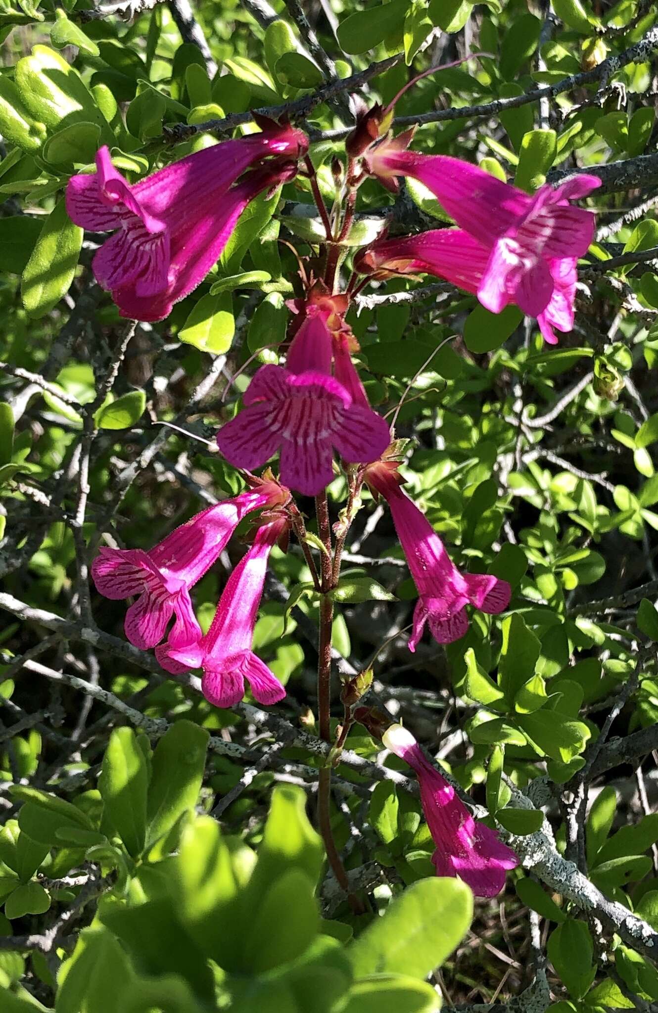 Слика од Penstemon triflorus Heller