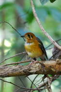 Image of Orange-headed Thrush