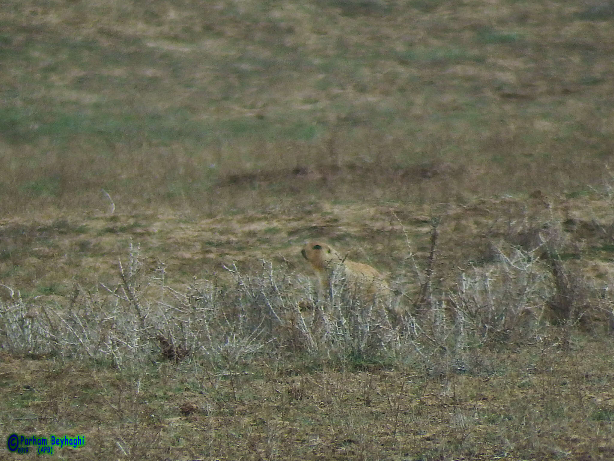 Image of Yellow Ground Squirrel