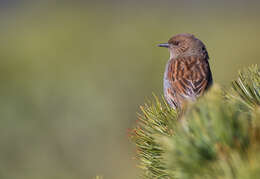 Image of Japanese Accentor