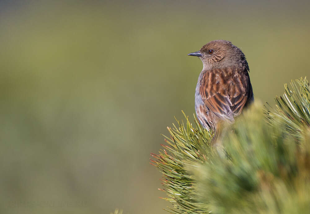 Image of Japanese Accentor