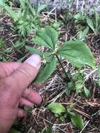 Image of Oettinger's trillium