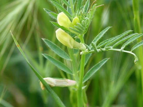 Image of smooth yellow vetch