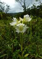 Слика од Pecteilis gigantea (Sm.) Raf.