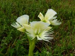 Слика од Pecteilis gigantea (Sm.) Raf.