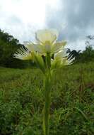 Слика од Pecteilis gigantea (Sm.) Raf.