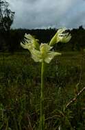 Слика од Pecteilis gigantea (Sm.) Raf.