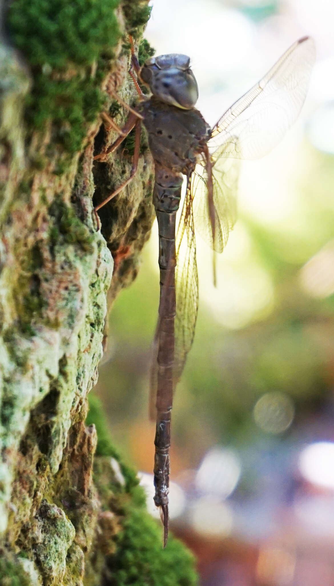 Image de Gynacantha nervosa Rambur 1842