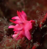 Image of Okenia atkinsonorum Rudman 2007