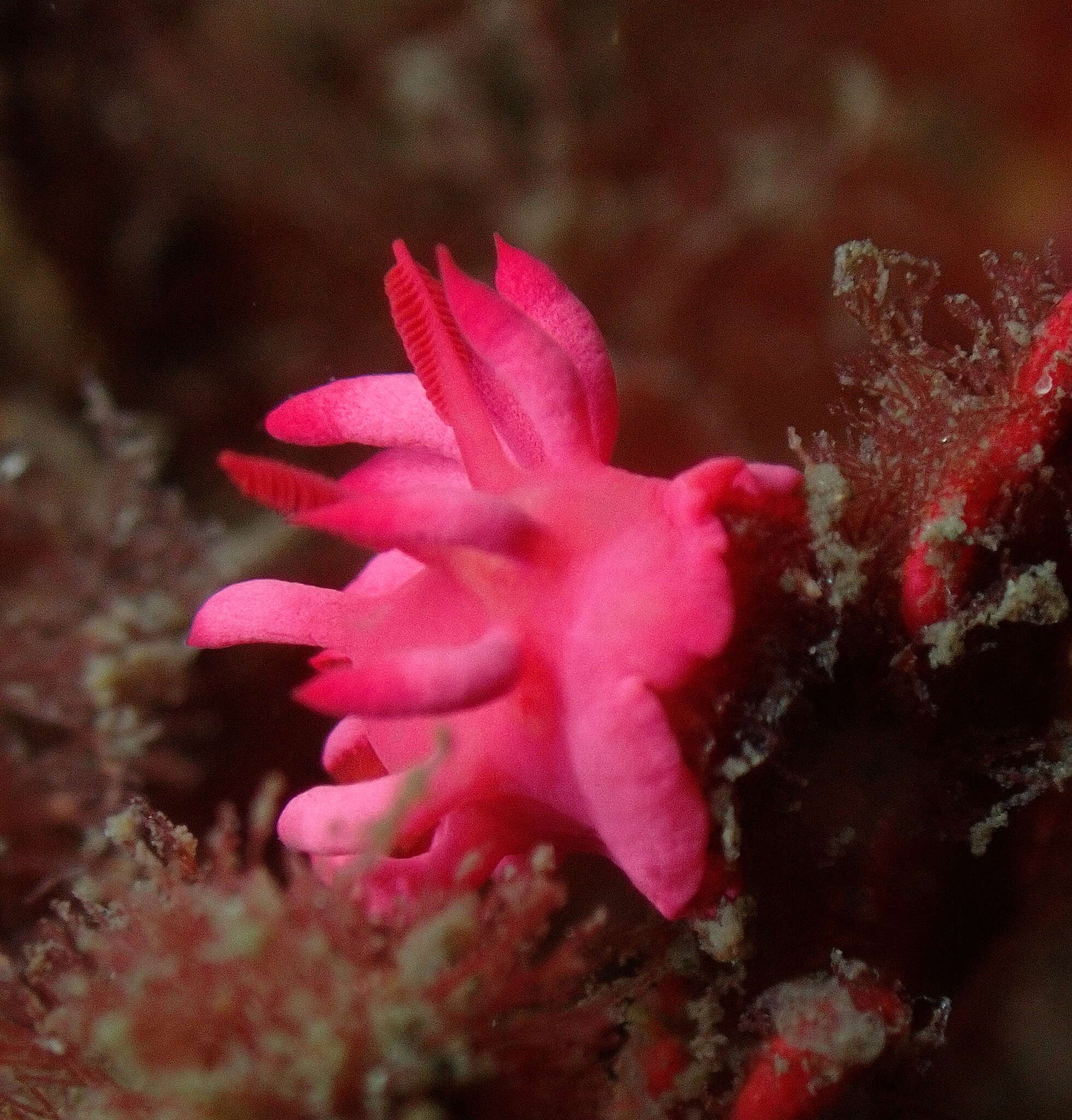 Plancia ëd Okenia atkinsonorum Rudman 2007