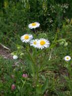 Image of eastern daisy fleabane