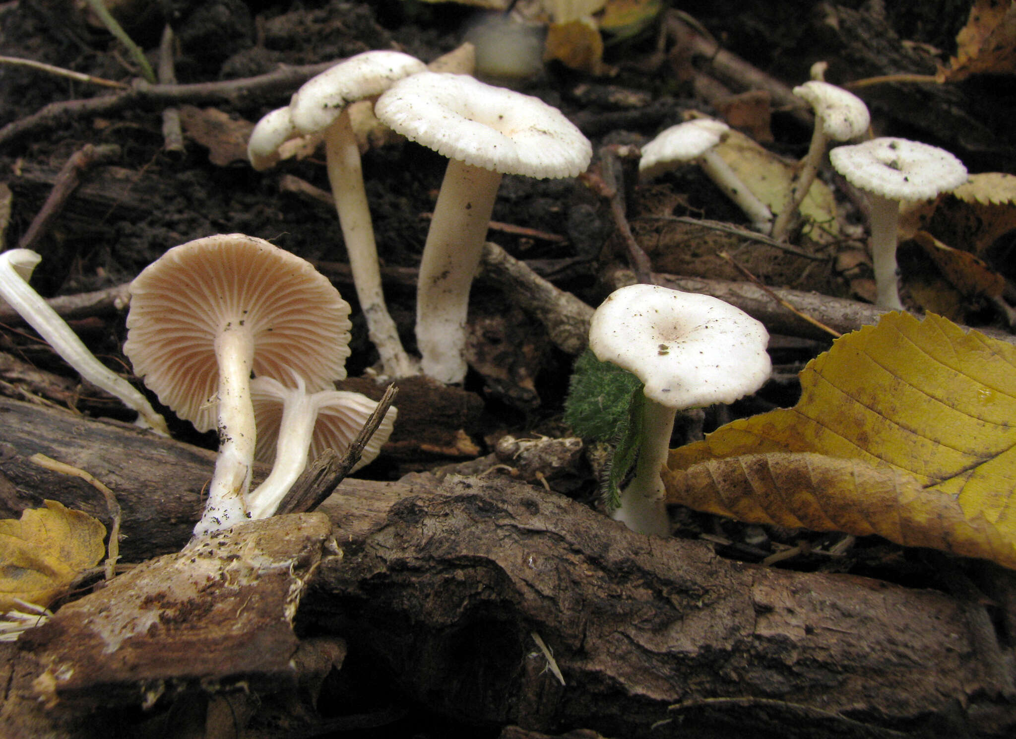 Imagem de Leucocybe houghtonii