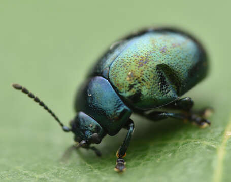 Image of Chrysolina (Spheromela) varians (Schaller 1783)