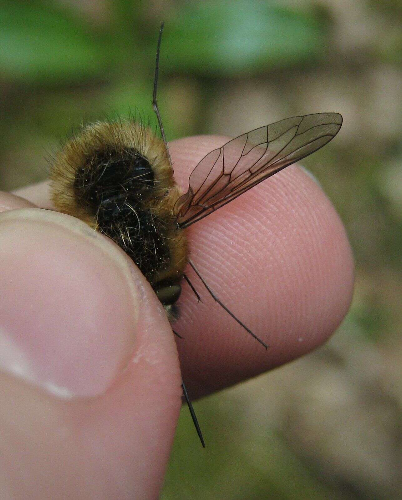 Image of Bombylius venosus Mikan 1796