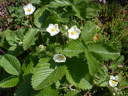 Image of woodland strawberry