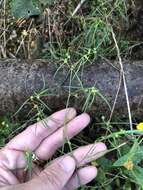 Image of sixangle spurge