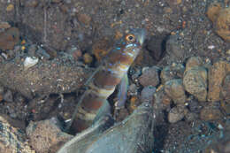 Image of Arcfin shrimpgoby