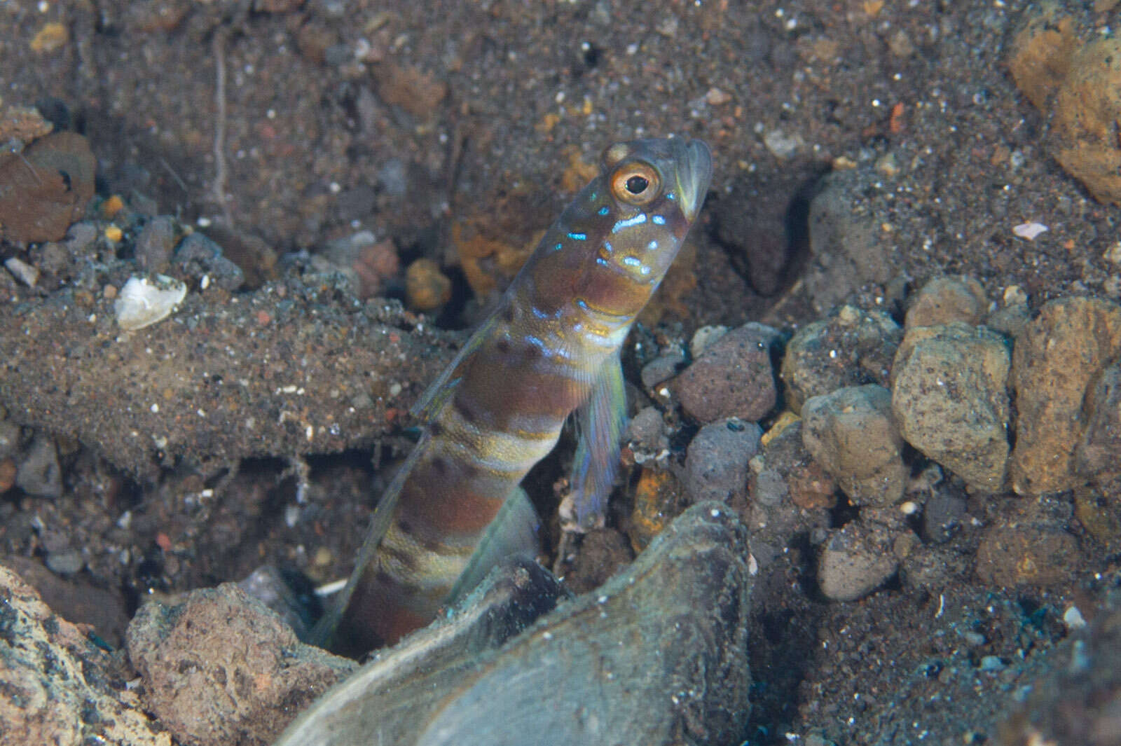 Image of Arcfin shrimpgoby