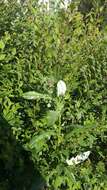 Image of Cirsium arvense var. vestitum Wimmer & Grabowski