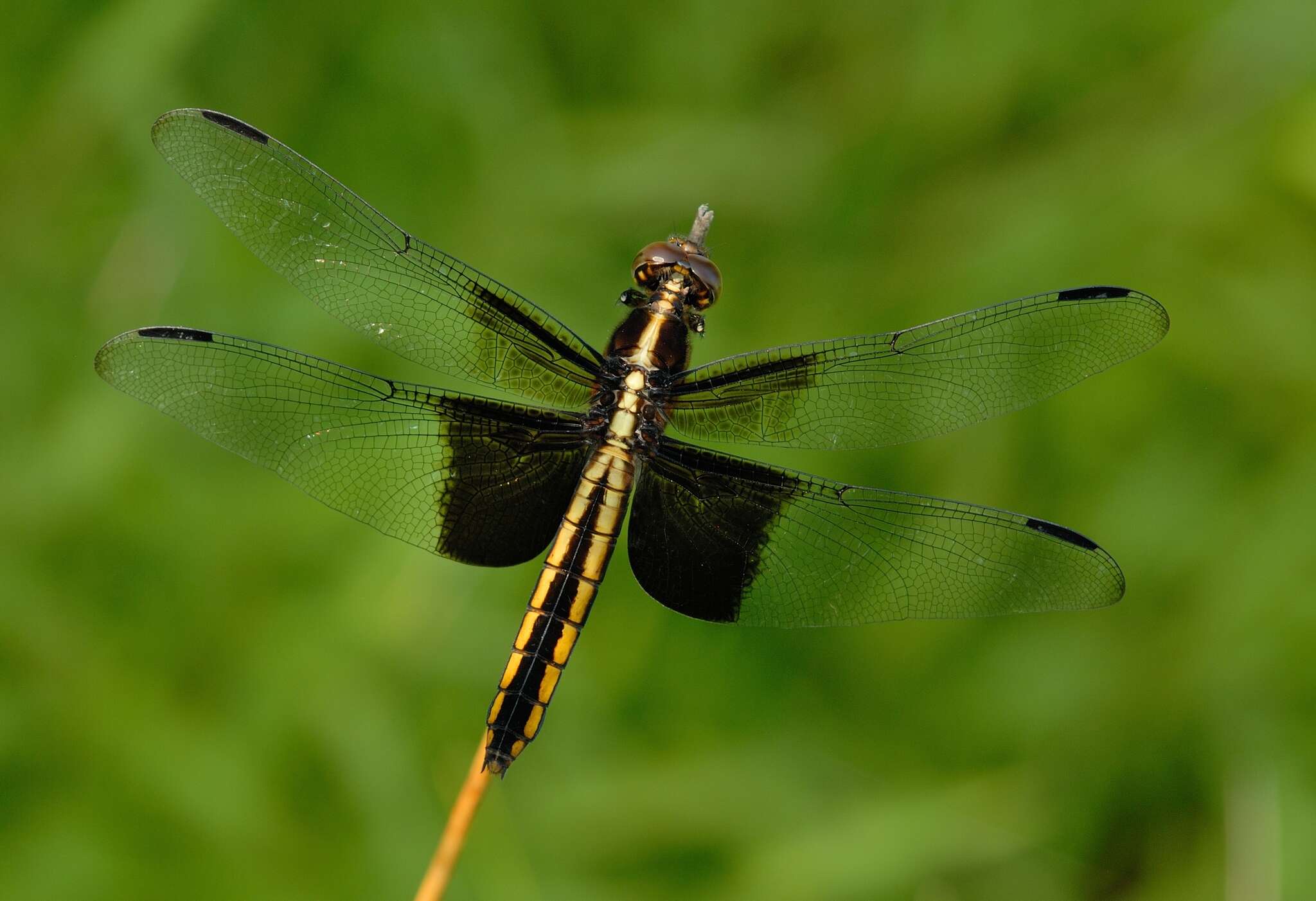 Libellula luctuosa Burmeister 1839 resmi