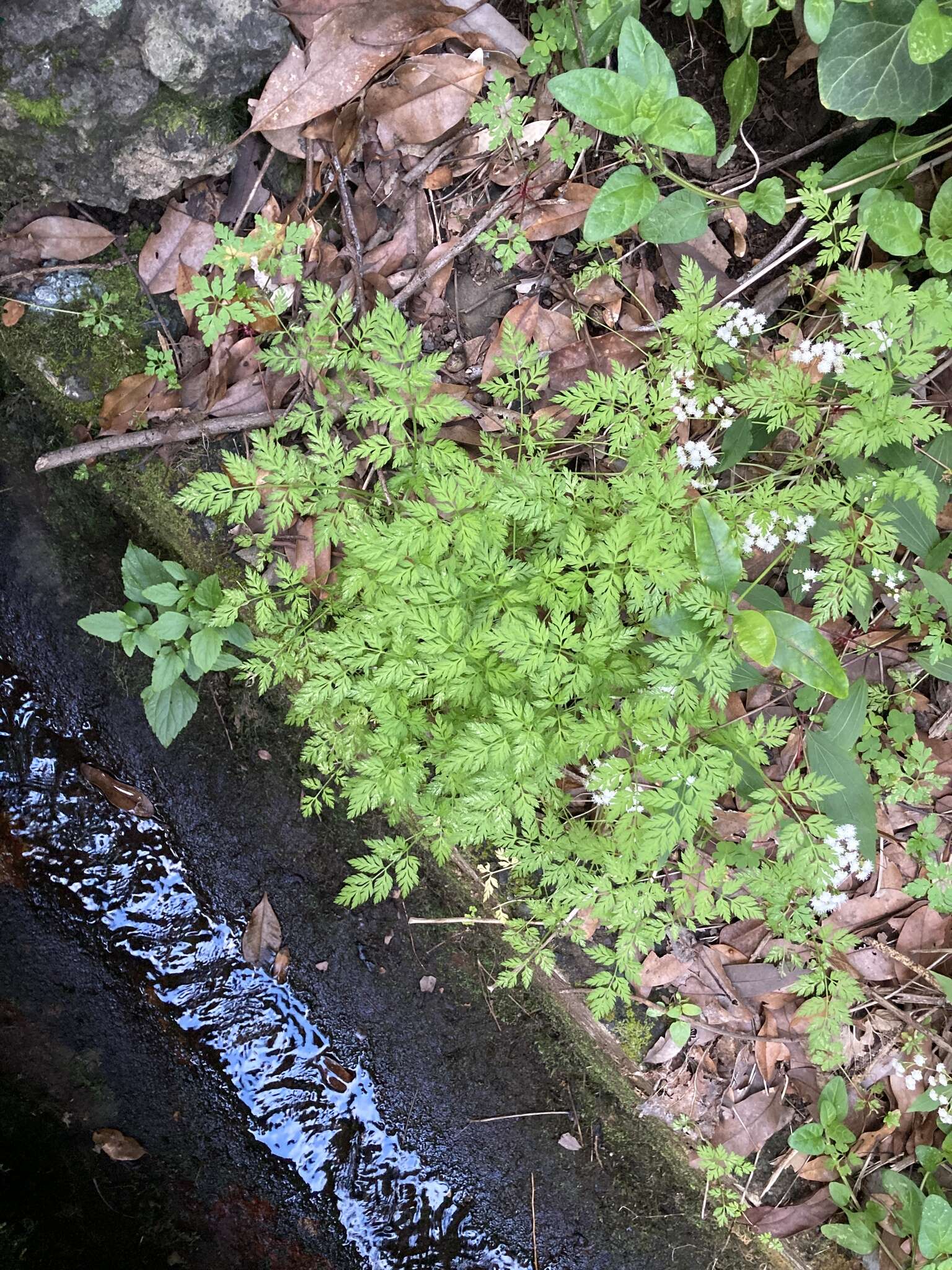 Слика од Daucus elegans (Webb ex Bolle) Spalik, Banasiak & Reduron