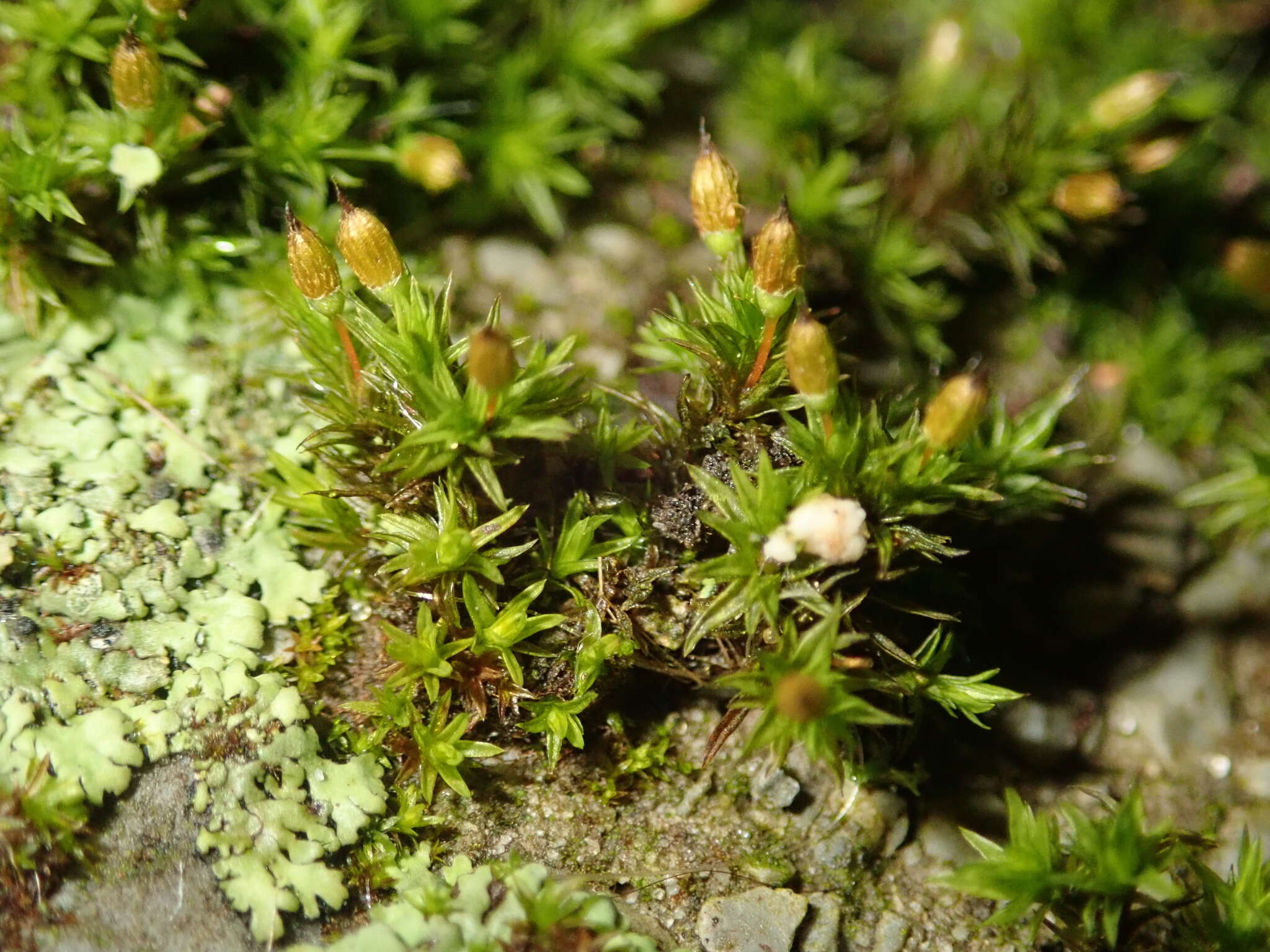 Image of orthotrichum moss