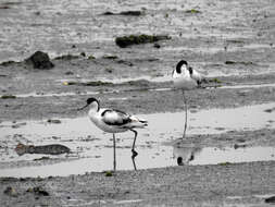 Image de Avocette à tête noire