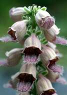 Слика од Digitalis ferruginea L.