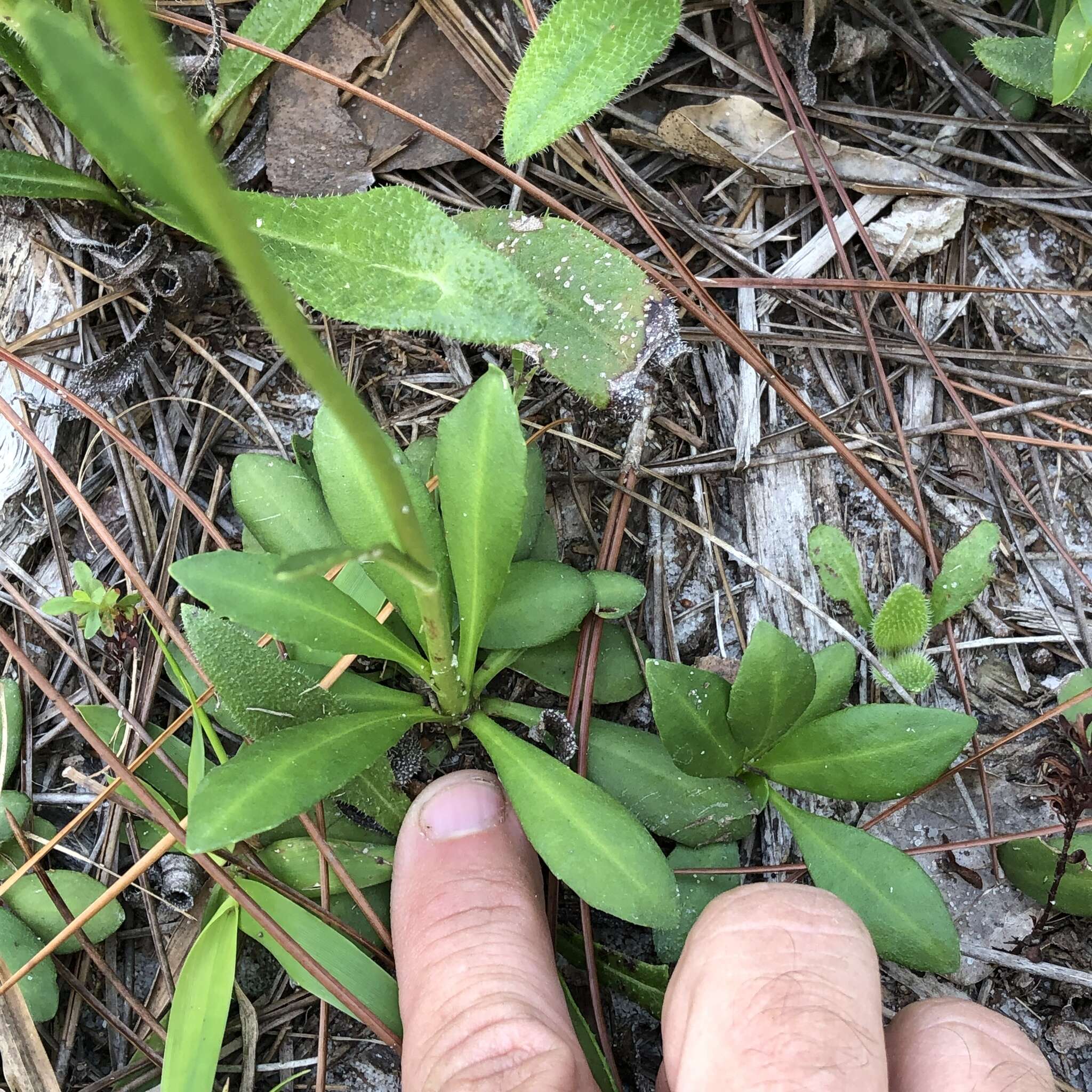 Image de Erigeron vernus (L.) Torr. & A. Gray