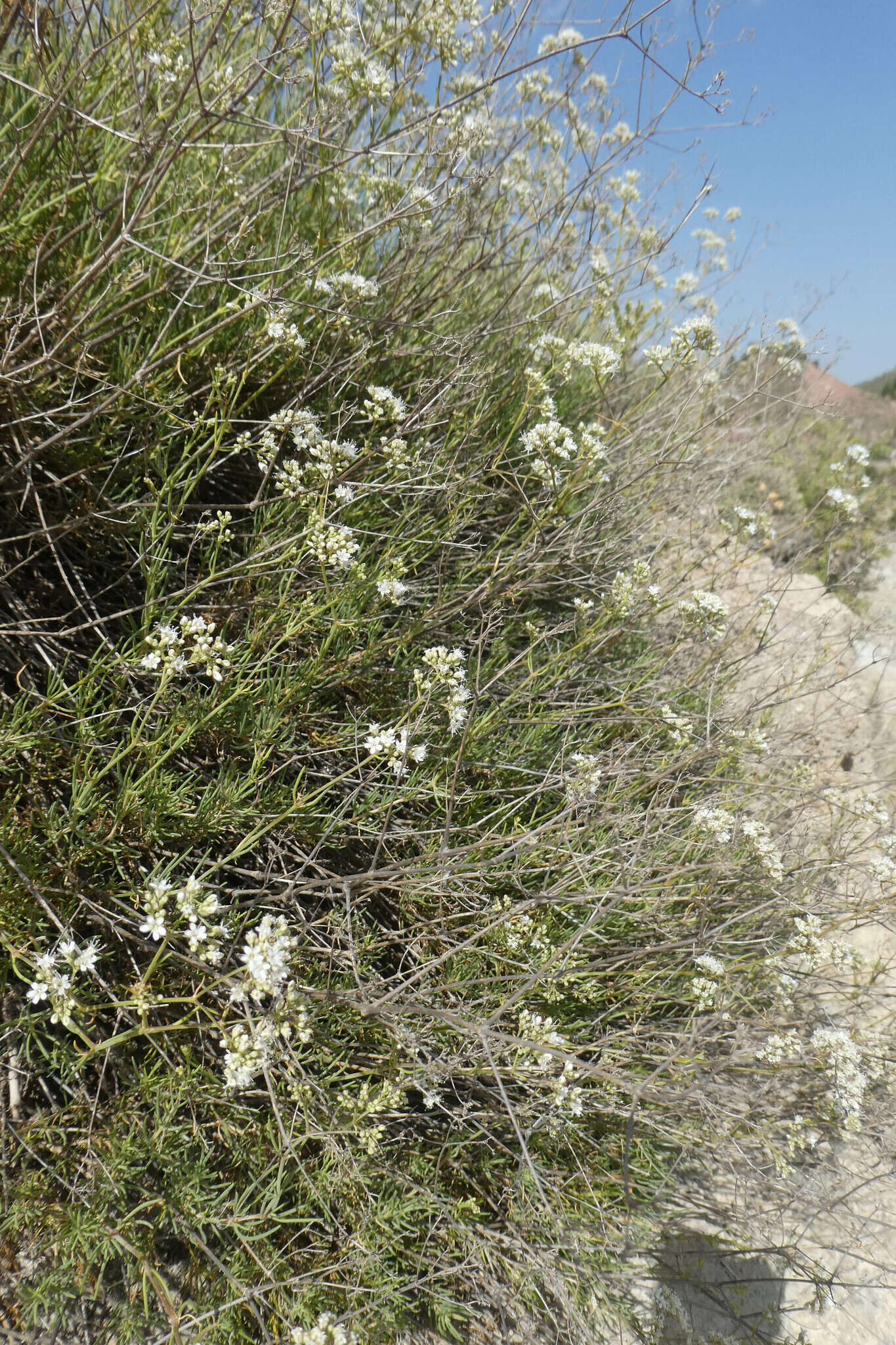 Image of Gypsophila struthium subsp. hispanica (Willk.) G. López González